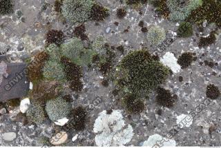 Photo Texture of Mossy 0005